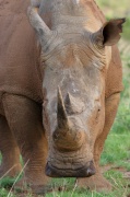 white_rhinoceros (9)